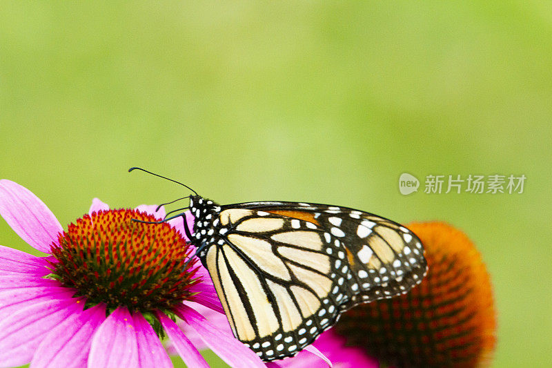 帝王蝶特写(Danaus plexippus)在松果花上